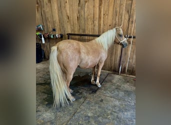 Meer ponys/kleine paarden, Merrie, 13 Jaar, 122 cm, Palomino