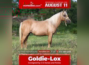Meer ponys/kleine paarden, Merrie, 13 Jaar, 122 cm, Palomino