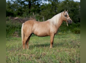 Meer ponys/kleine paarden, Merrie, 13 Jaar, 122 cm, Palomino