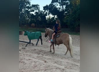 Meer ponys/kleine paarden, Merrie, 13 Jaar, 122 cm, Palomino