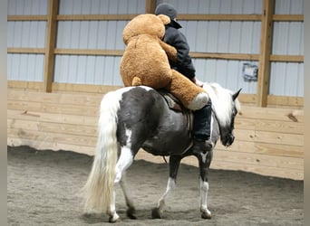 Meer ponys/kleine paarden, Merrie, 13 Jaar, 124 cm
