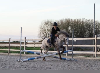 Meer ponys/kleine paarden, Merrie, 13 Jaar, 126 cm, Appaloosa