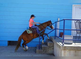 Meer ponys/kleine paarden, Merrie, 13 Jaar, 132 cm, Roodvos