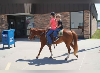 Meer ponys/kleine paarden, Merrie, 13 Jaar, 132 cm, Roodvos