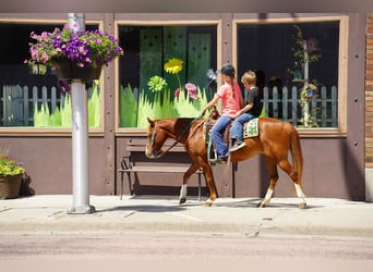 Meer ponys/kleine paarden, Merrie, 13 Jaar, 132 cm, Roodvos