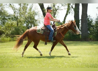 Meer ponys/kleine paarden, Merrie, 13 Jaar, 132 cm, Roodvos