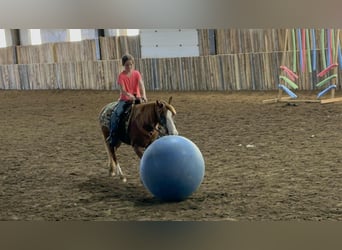 Meer ponys/kleine paarden, Merrie, 13 Jaar, 132 cm, Roodvos