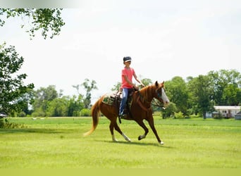 Meer ponys/kleine paarden, Merrie, 13 Jaar, 132 cm, Roodvos