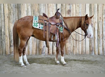 Meer ponys/kleine paarden, Merrie, 13 Jaar, 132 cm, Roodvos