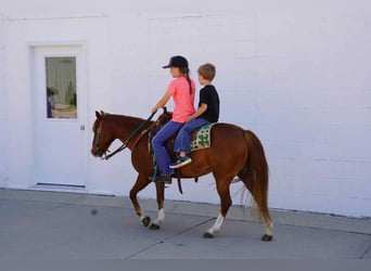 Meer ponys/kleine paarden, Merrie, 13 Jaar, 132 cm, Roodvos