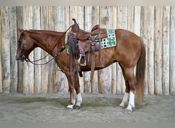 Meer ponys/kleine paarden, Merrie, 13 Jaar, 132 cm, Roodvos