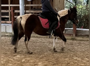 Meer ponys/kleine paarden, Merrie, 13 Jaar, 135 cm, Gevlekt-paard