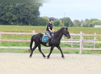 Meer ponys/kleine paarden, Merrie, 13 Jaar, 143 cm, Zwart