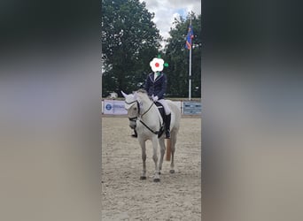Meer ponys/kleine paarden, Merrie, 13 Jaar, 153 cm, Schimmel