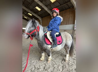 Meer ponys/kleine paarden, Merrie, 13 Jaar, 85 cm, Gevlekt-paard