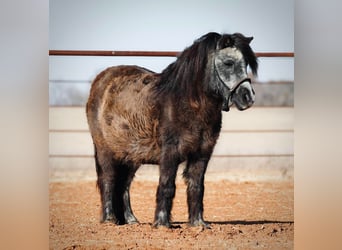 Meer ponys/kleine paarden, Merrie, 13 Jaar, 94 cm, Zwart
