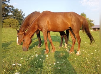 Meer ponys/kleine paarden, Merrie, 14 Jaar, 122 cm, Vos