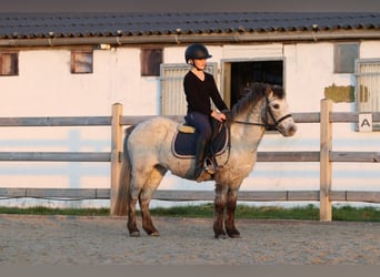 Meer ponys/kleine paarden, Merrie, 14 Jaar, 126 cm, Appaloosa