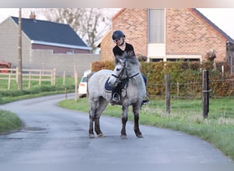 Meer ponys/kleine paarden, Merrie, 14 Jaar, 126 cm, Appaloosa