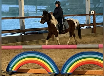 Meer ponys/kleine paarden, Merrie, 14 Jaar, 128 cm, Gevlekt-paard