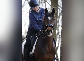 Meer ponys/kleine paarden, Merrie, 14 Jaar, 147 cm, Donkerbruin