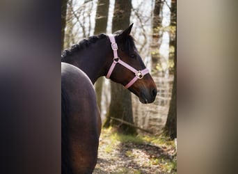 Meer ponys/kleine paarden, Merrie, 14 Jaar, 147 cm, Donkerbruin