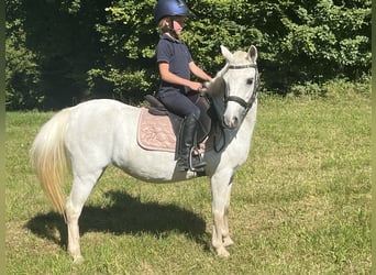 Meer ponys/kleine paarden, Merrie, 15 Jaar, 122 cm, Schimmel