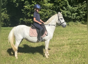 Meer ponys/kleine paarden, Merrie, 15 Jaar, 122 cm, Schimmel