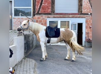 Meer ponys/kleine paarden Mix, Merrie, 15 Jaar, 145 cm, Gevlekt-paard