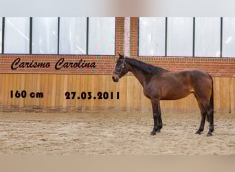 Meer ponys/kleine paarden, Merrie, 15 Jaar, 160 cm, Donkerbruin