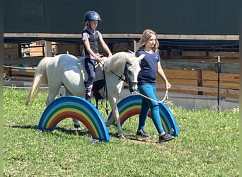 Meer ponys/kleine paarden, Merrie, 16 Jaar, 120 cm, Schimmel