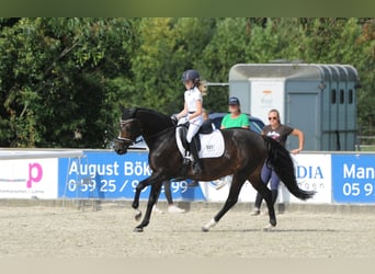 Meer ponys/kleine paarden, Merrie, 16 Jaar, 148 cm, Donkerbruin