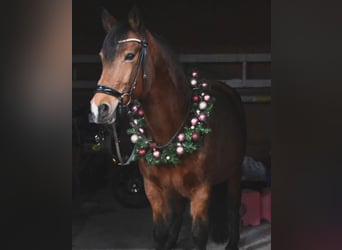 Meer ponys/kleine paarden, Merrie, 16 Jaar, 150 cm, Bruin