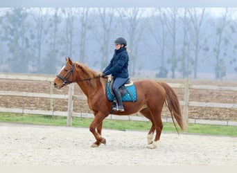Meer ponys/kleine paarden, Merrie, 16 Jaar, 153 cm, Donkere-vos
