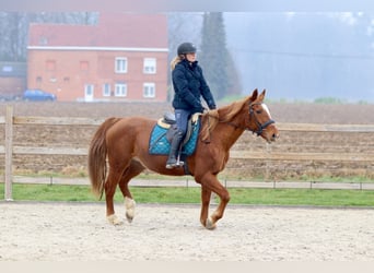 Meer ponys/kleine paarden, Merrie, 16 Jaar, 153 cm, Donkere-vos