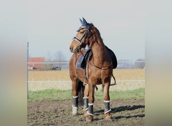 Meer ponys/kleine paarden Mix, Merrie, 17 Jaar, 134 cm, Vos