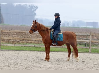 Meer ponys/kleine paarden, Merrie, 17 Jaar, 153 cm, Roodvos