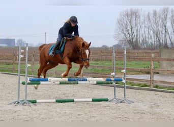 Meer ponys/kleine paarden, Merrie, 17 Jaar, 153 cm, Roodvos