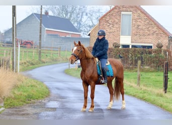 Meer ponys/kleine paarden, Merrie, 17 Jaar, 153 cm, Roodvos