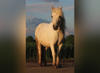 Meer ponys/kleine paarden, Merrie, 18 Jaar, 110 cm, Wit