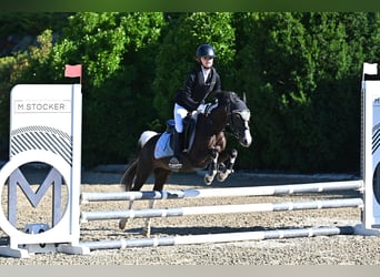 Meer ponys/kleine paarden, Merrie, 18 Jaar, 120 cm, Gevlekt-paard