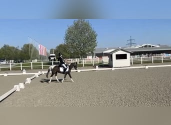 Meer ponys/kleine paarden, Merrie, 18 Jaar, 120 cm, Gevlekt-paard