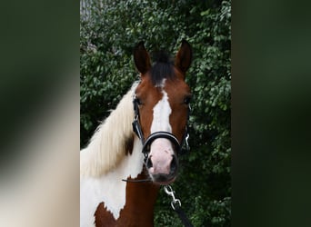 Meer ponys/kleine paarden, Merrie, 1 Jaar, 135 cm, Gevlekt-paard