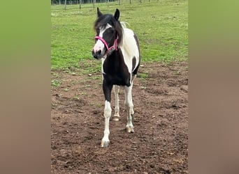 Meer ponys/kleine paarden Mix, Merrie, 1 Jaar, 140 cm, Gevlekt-paard