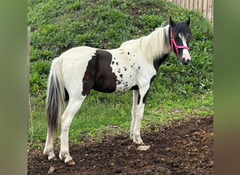 Meer ponys/kleine paarden Mix, Merrie, 1 Jaar, 140 cm, Gevlekt-paard