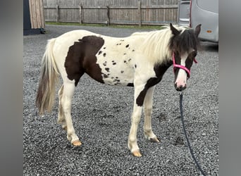 Meer ponys/kleine paarden Mix, Merrie, 1 Jaar, 140 cm, Gevlekt-paard