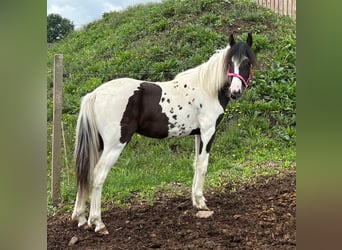 Meer ponys/kleine paarden Mix, Merrie, 1 Jaar, 140 cm, Gevlekt-paard