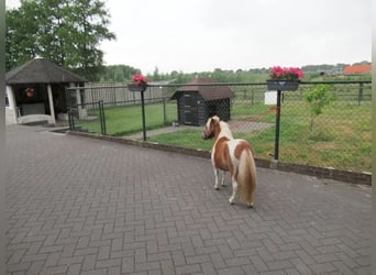 Meer ponys/kleine paarden Mix, Merrie, 1 Jaar, 75 cm, Gevlekt-paard