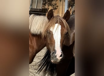 Meer ponys/kleine paarden, Merrie, 2 Jaar, 146 cm, Vos