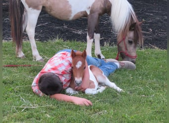 Meer ponys/kleine paarden, Merrie, 2 Jaar, 97 cm, Gevlekt-paard